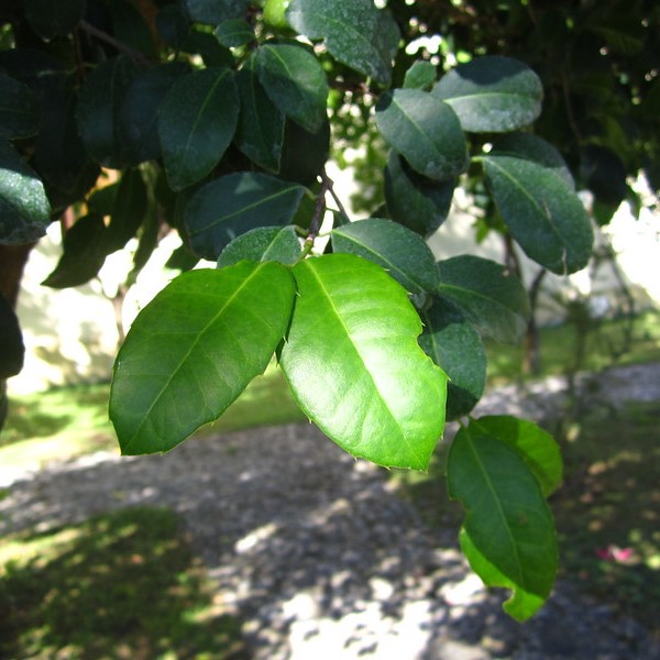 Ilex paraguariensis uden hemmeligheder - yerba mate med botanikerens øjne